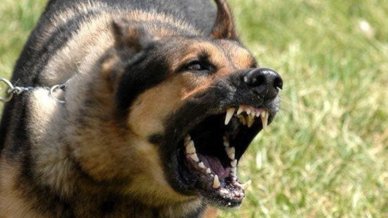 Perros sueltos: La mordió un perro y realizó la denuncia