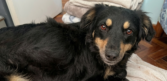 San Justo: Desesperada búsqueda de “Princesa”, una perrita que dejó a sus cachorros esperando