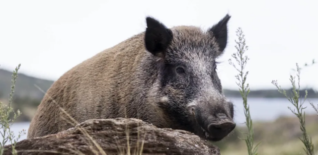 Río Negro busca habilitar la venta de carne de jabalí en carnicerías