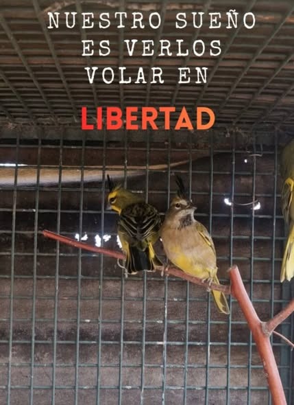 VECINOS DE LA LOBERÍA EXIGEN LA RESTITUCIÓN DE LOS CARDENALES ROBADOS Y AMENAZAN CON ACCIONES LEGALES AL GOBIERNO DE RÍO NEGRO